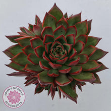Load image into Gallery viewer, Echeveria Agavoides Benimusume - 100mm Extra Large - John & Norma's Succulents