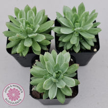 Load image into Gallery viewer, Sedeveria Markus Silk Variegation - John & Norma's Succulents