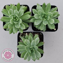 Load image into Gallery viewer, Sedeveria Markus Silk Variegation - John & Norma's Succulents