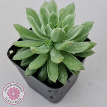 Load image into Gallery viewer, Sedeveria Markus Silk Variegation - John & Norma's Succulents