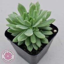 Load image into Gallery viewer, Sedeveria Markus Silk Variegation - John & Norma's Succulents
