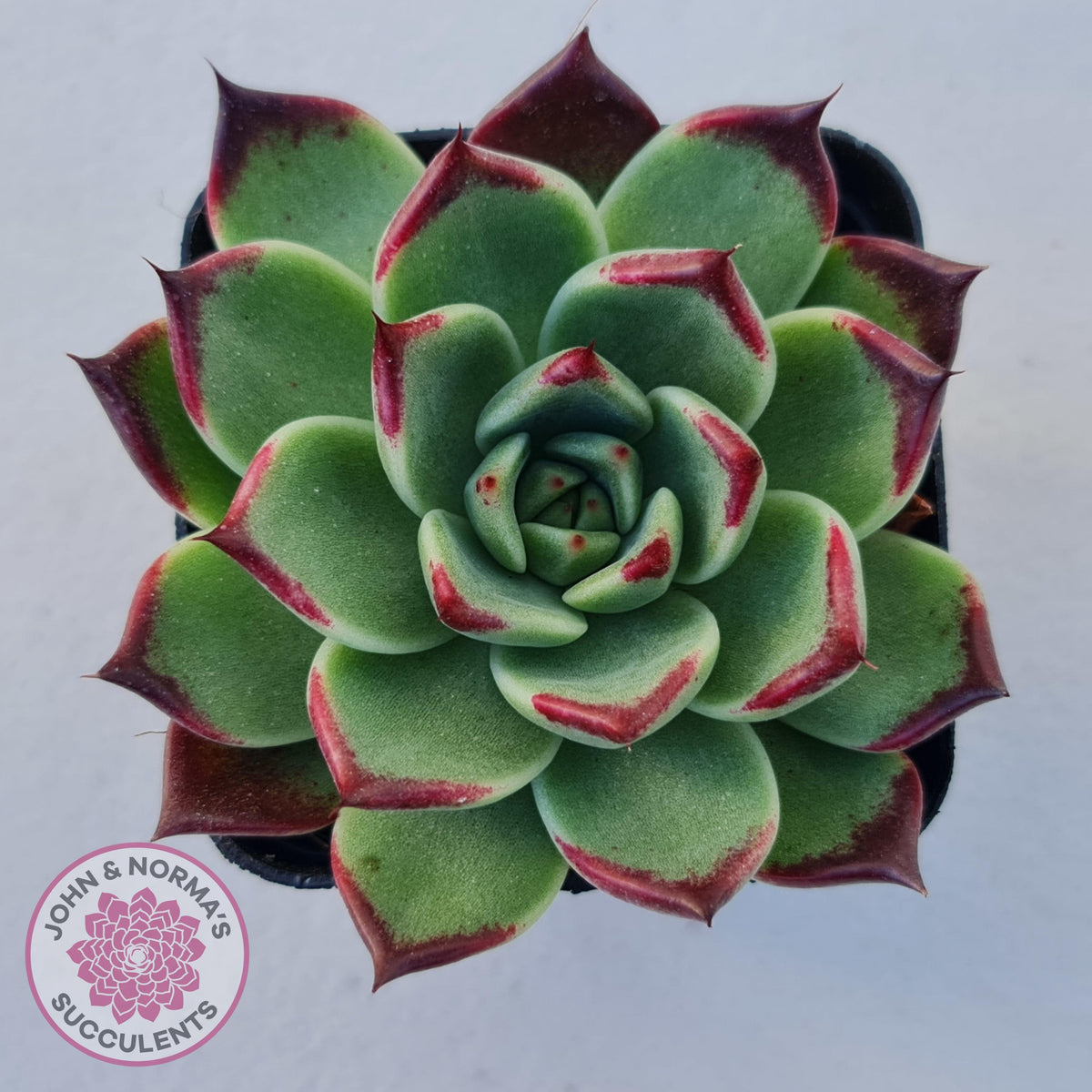 Echeveria agavoides 'Sara Bonnie'