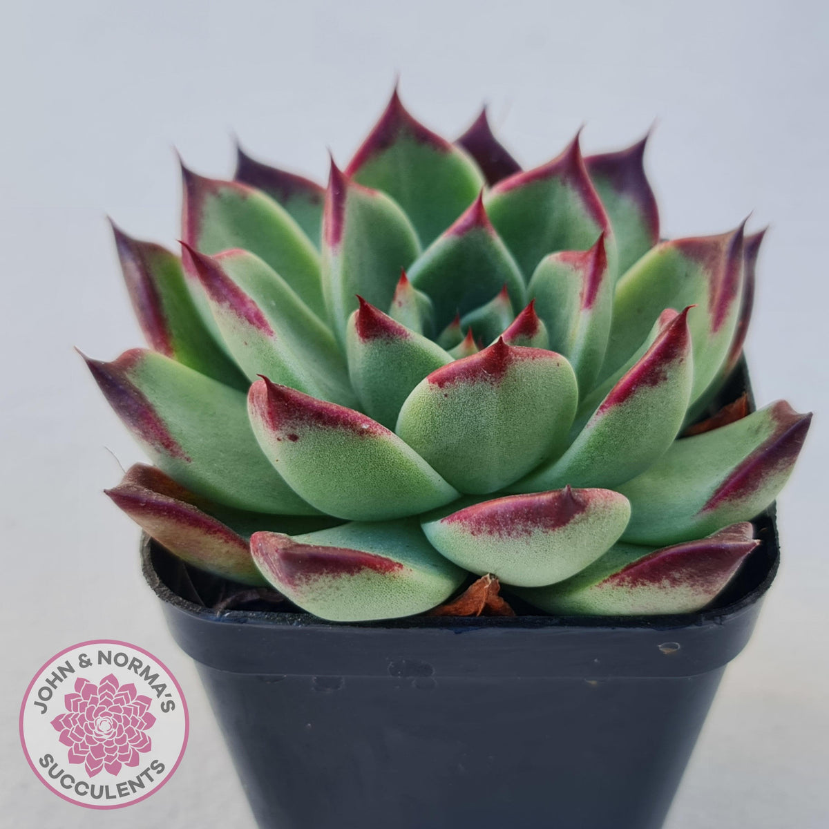 Echeveria agavoides 'Sara Bonnie'