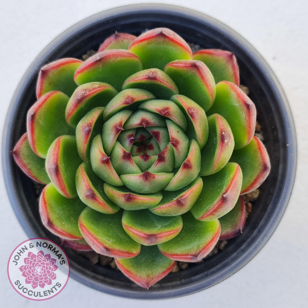 Echeveria 'Moon Stone' Korea Form