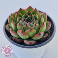 Load image into Gallery viewer, Echeveria 'Moon Stone' Korea Form - Large - John & Norma's Succulents