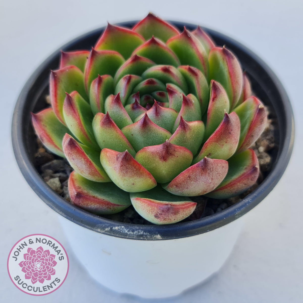 Echeveria 'Moon Stone' Korea Form
