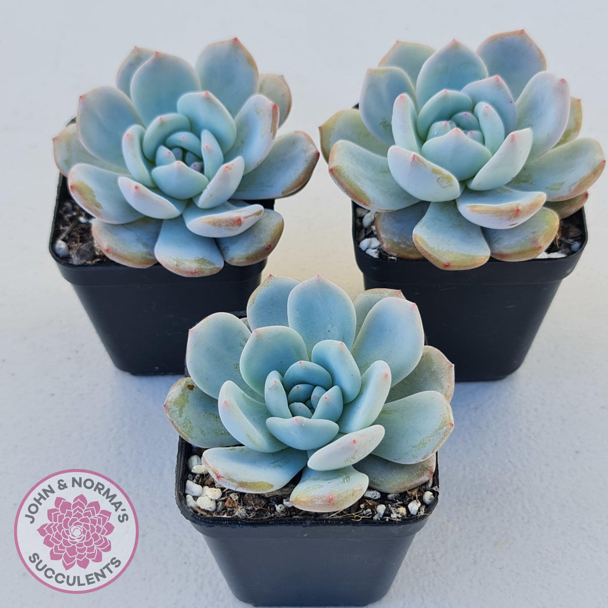 Echeveria 'Snow Angel'