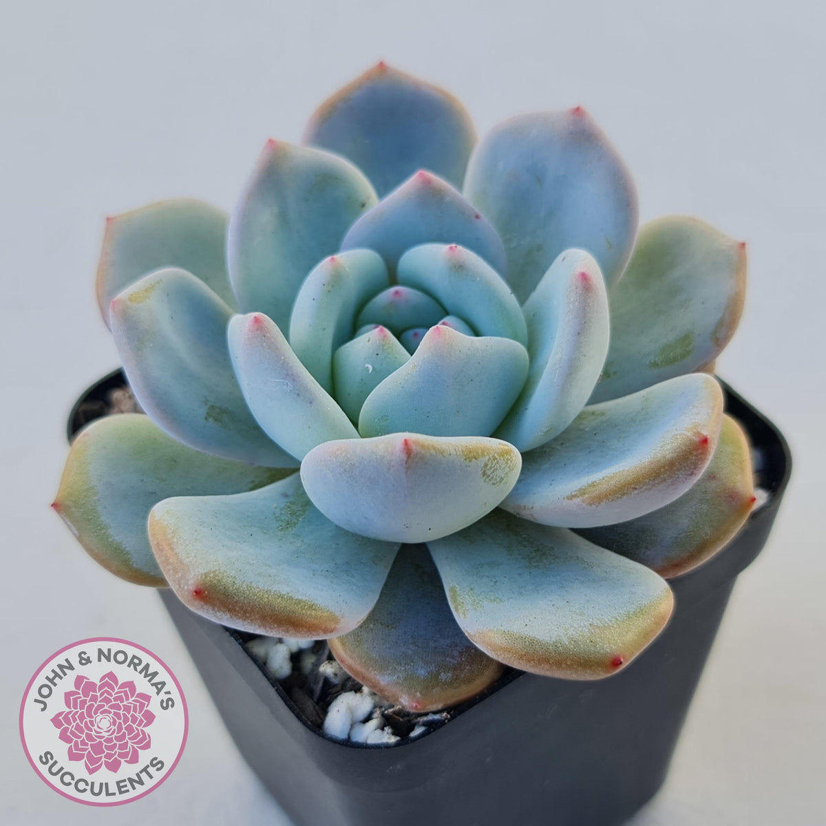 Echeveria 'Snow Angel'