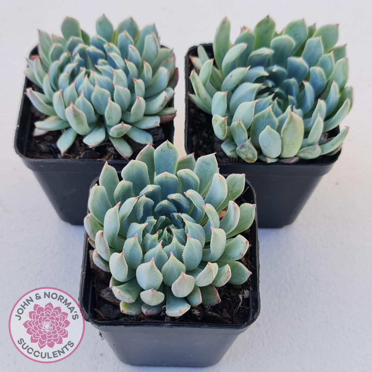 Echeveria setosa var. deminuta x nova