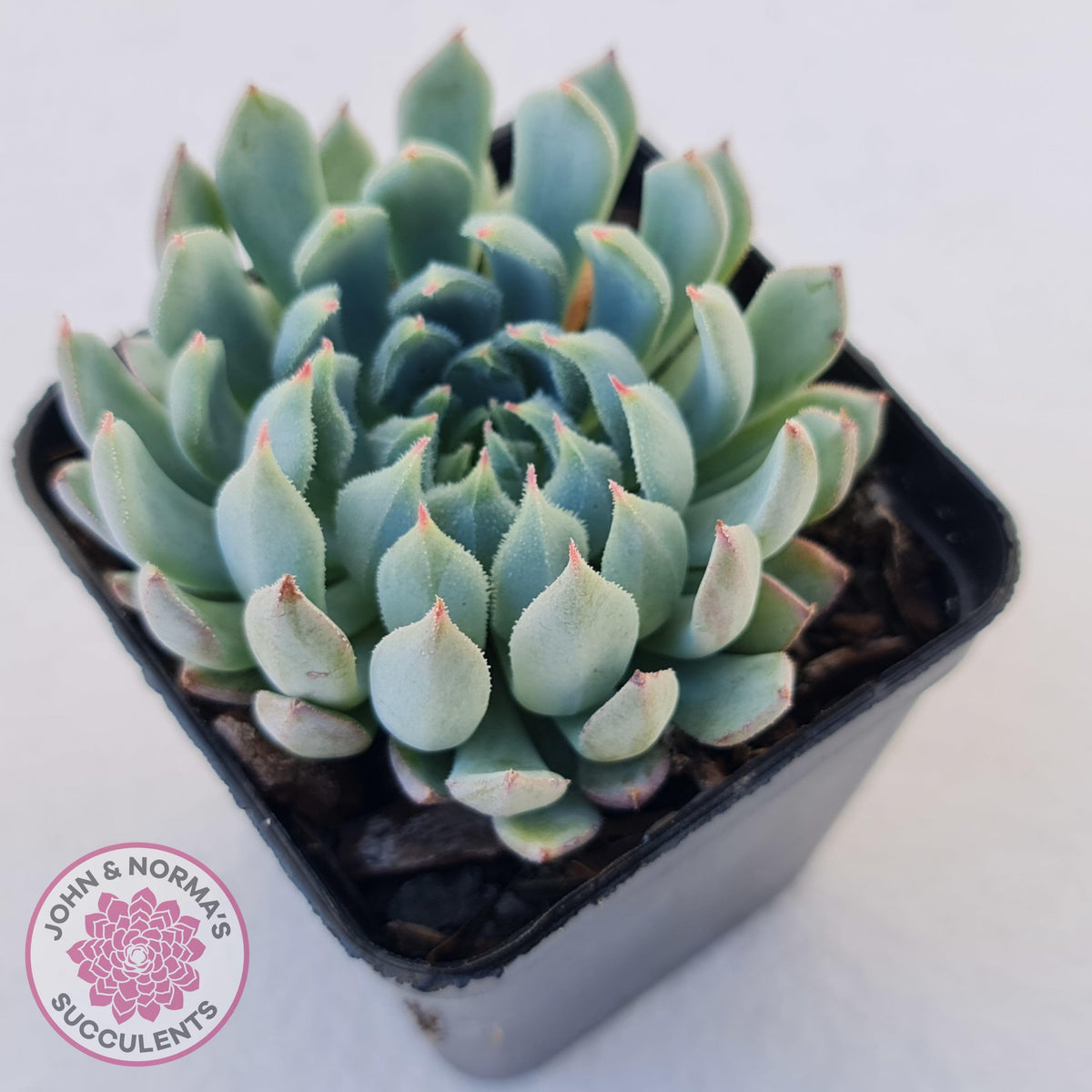 Echeveria setosa var. deminuta x nova