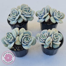 Load image into Gallery viewer, Graptoveria Lovely Rose - John & Norma's Succulents