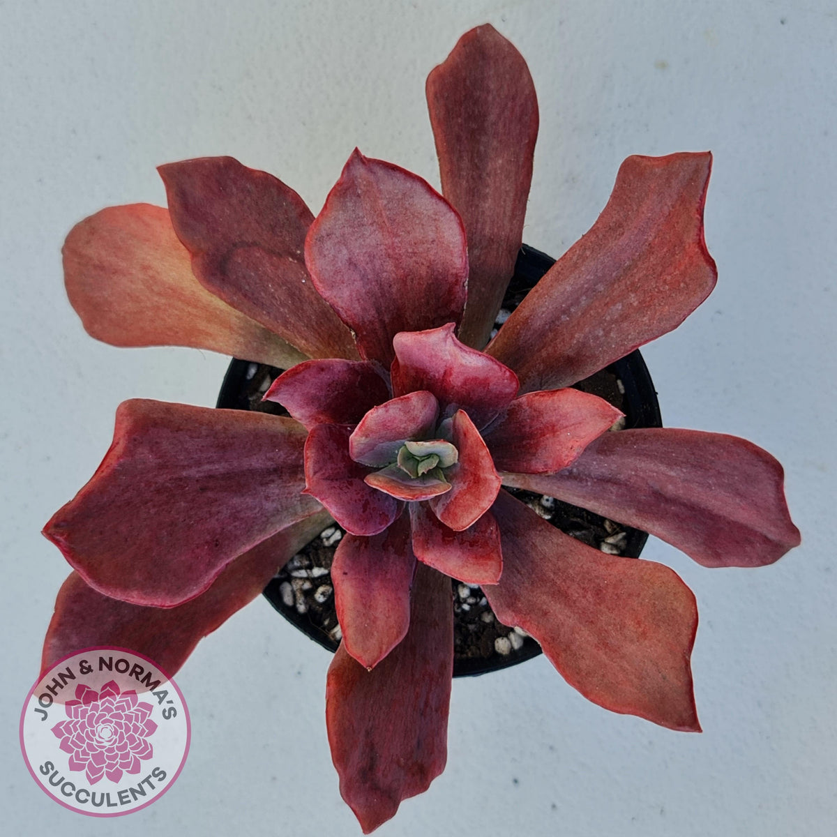 Echeveria Diamond State Variegata