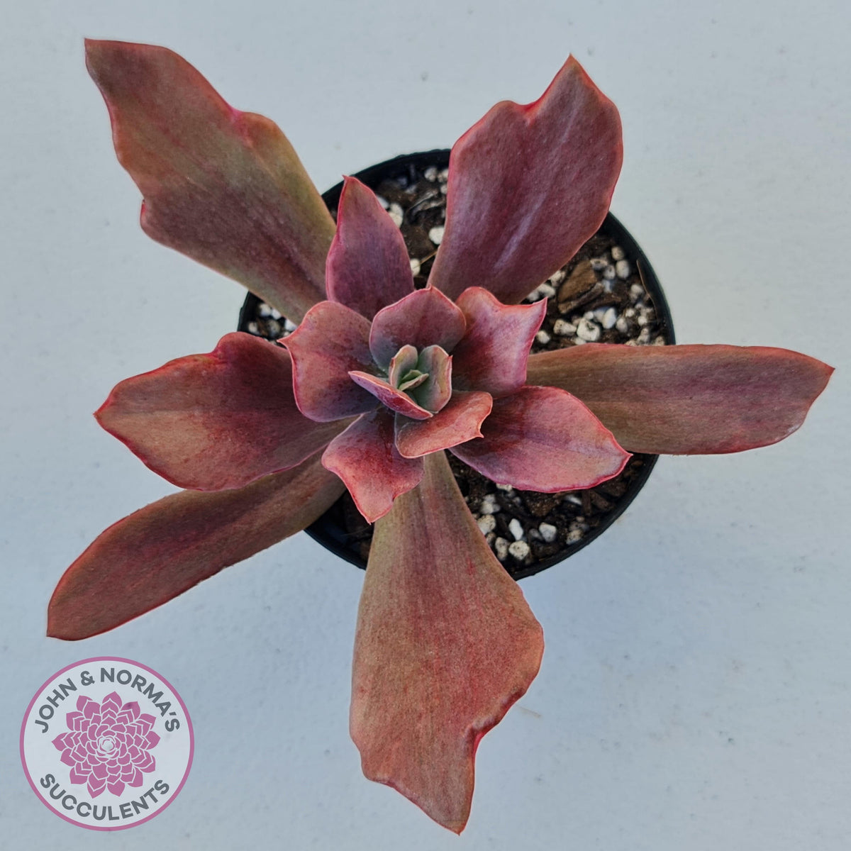 Echeveria Diamond State Variegata