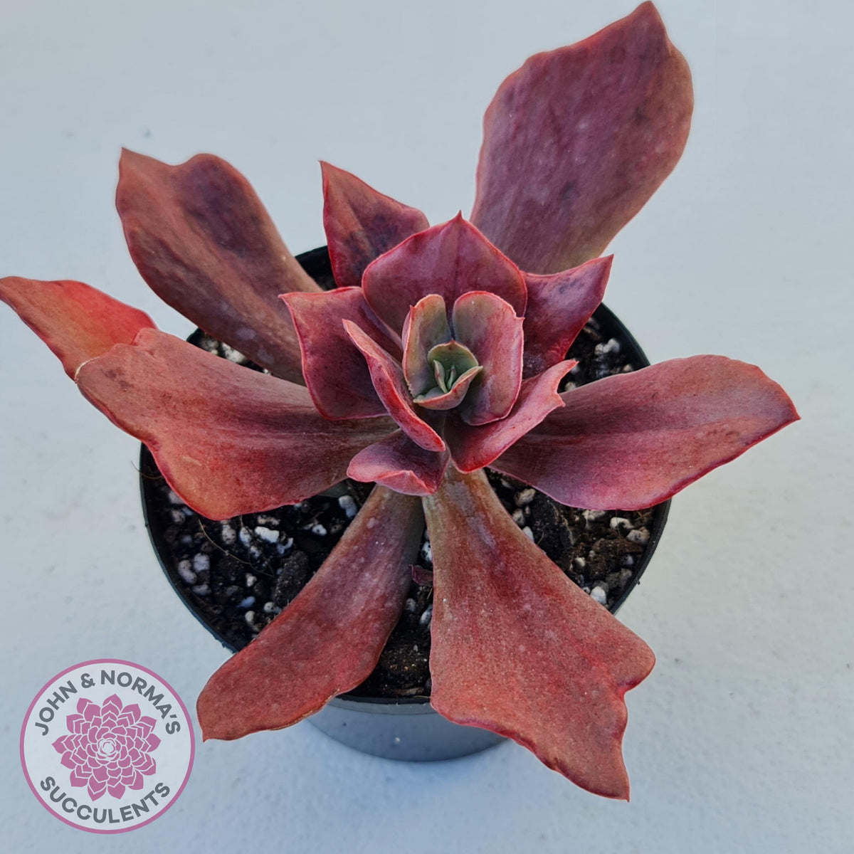 Echeveria Diamond State Variegata