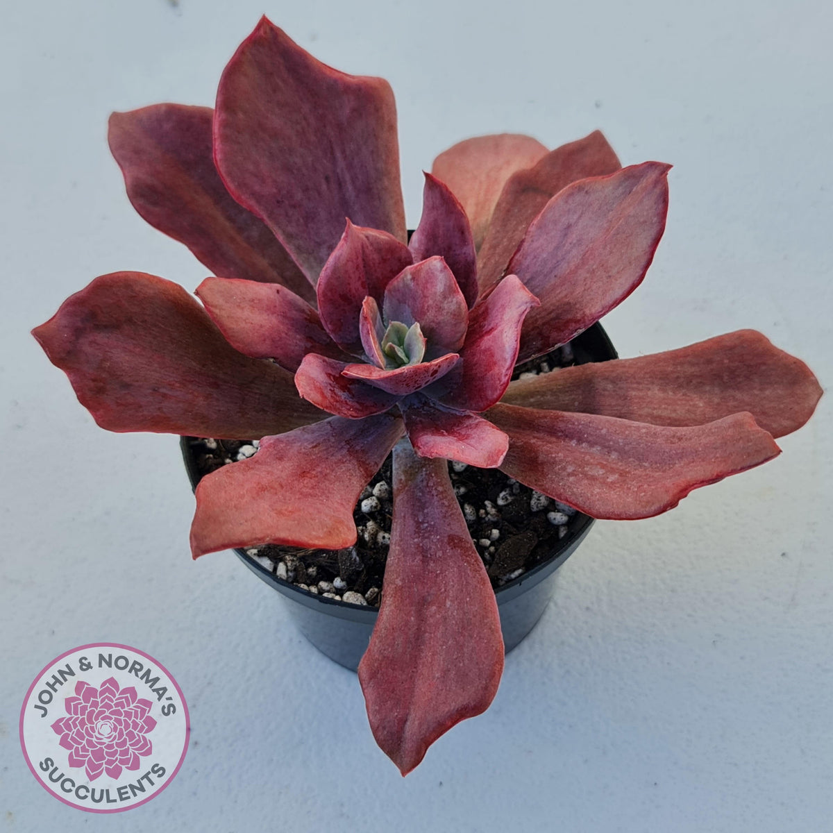 Echeveria Diamond State Variegata