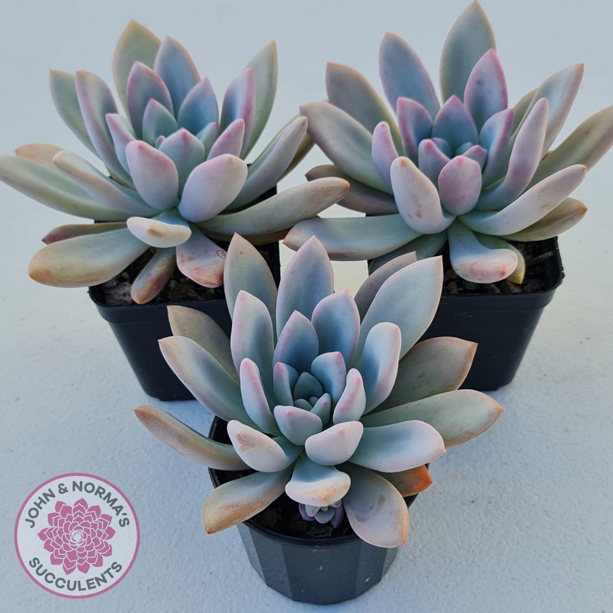 Graptoveria Opalina