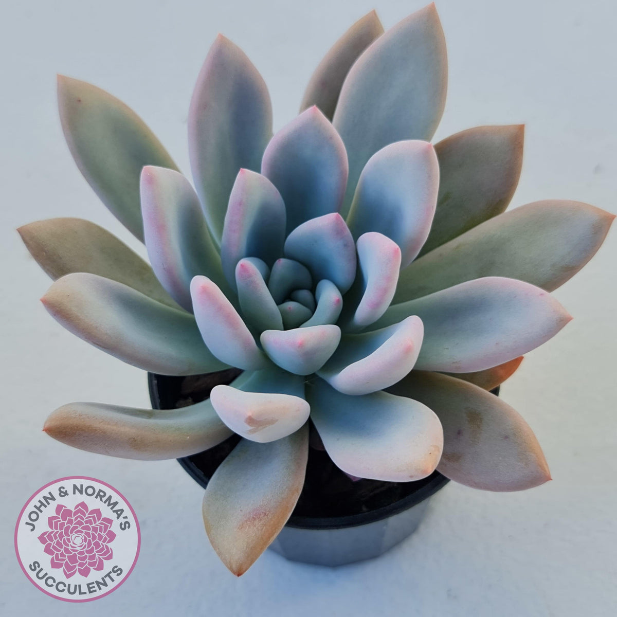 Graptoveria Opalina
