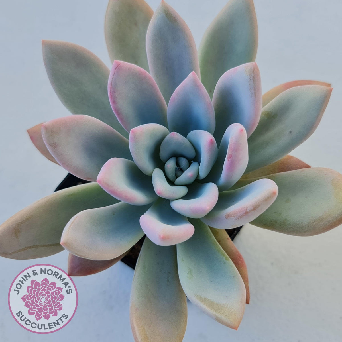 Graptoveria Opalina
