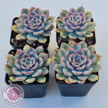 Load image into Gallery viewer, Echeveria Hercules - John & Norma's Succulents