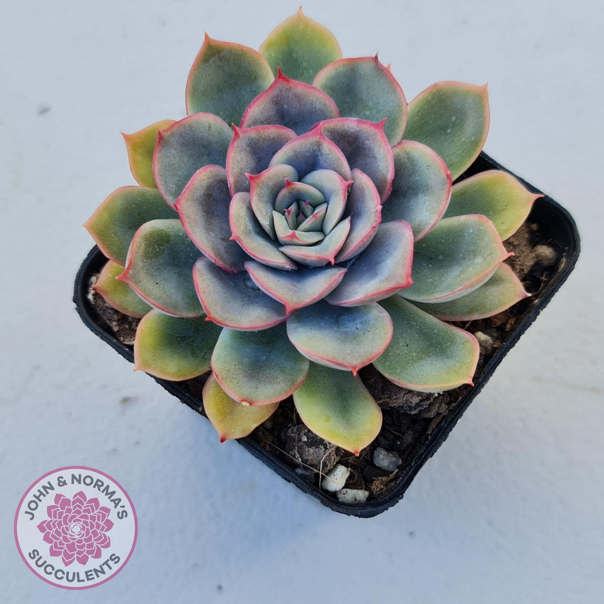 Echeveria Hercules