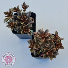 Load image into Gallery viewer, Lenopetalum Chocolate - Multi Heads - John & Norma's Succulents