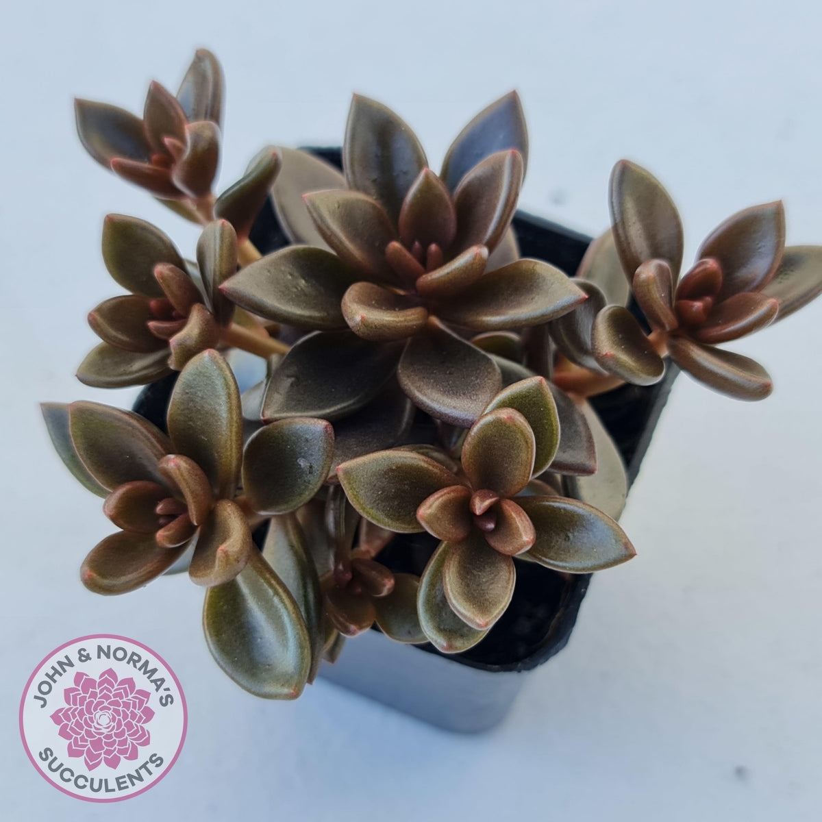 Lenopetalum Chocolate