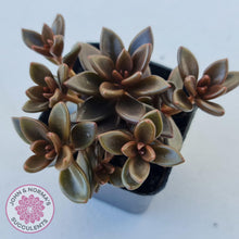 Load image into Gallery viewer, Lenopetalum Chocolate - Multi Heads - John & Norma's Succulents
