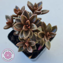 Load image into Gallery viewer, Lenopetalum Chocolate - Multi Heads - John & Norma's Succulents