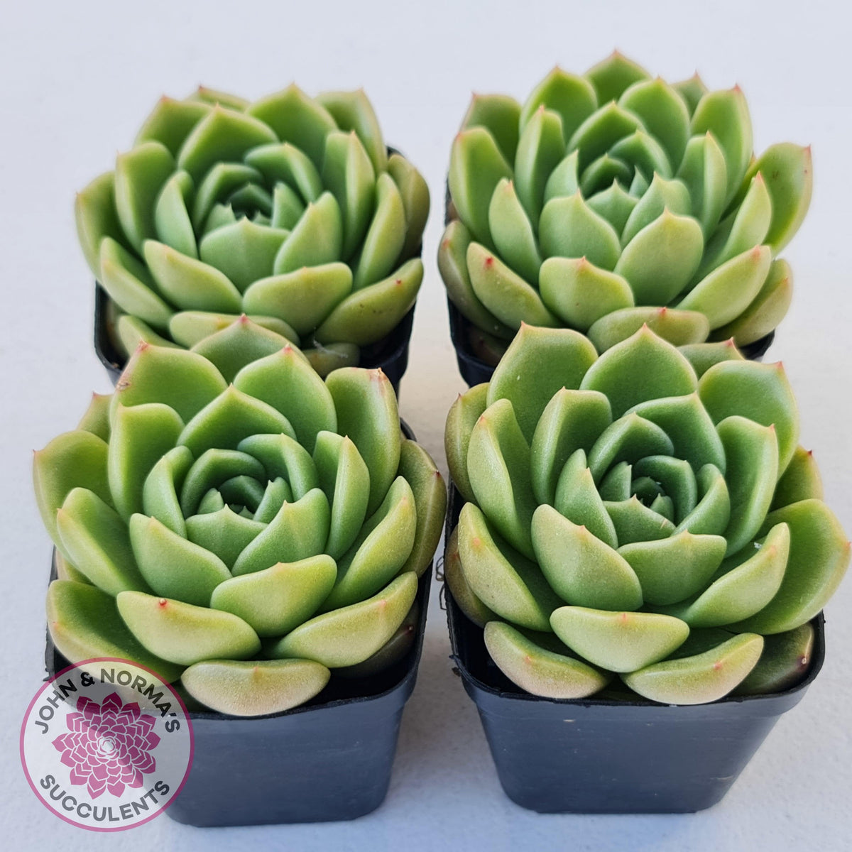 Echeveria 'Ice City'