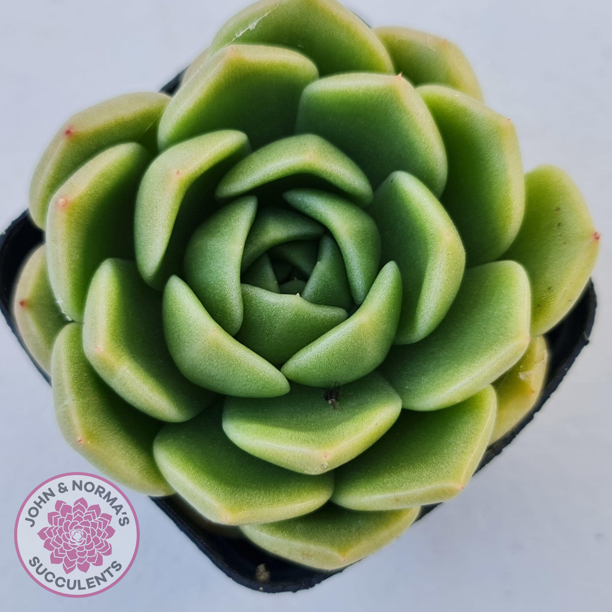 Echeveria 'Ice City'