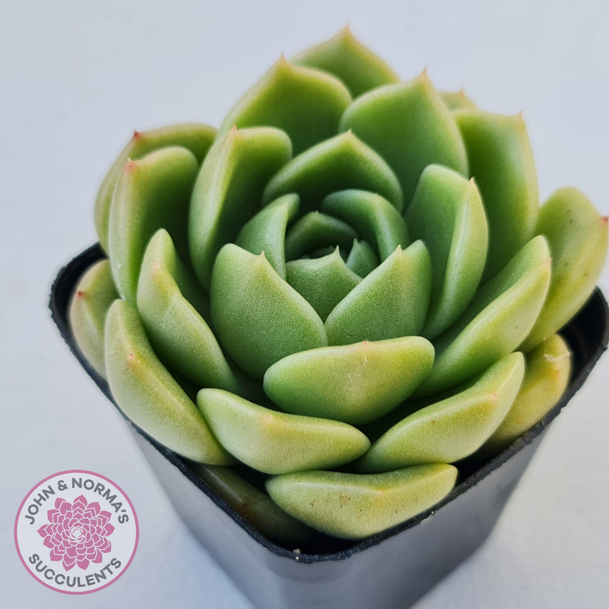 Echeveria 'Ice City'