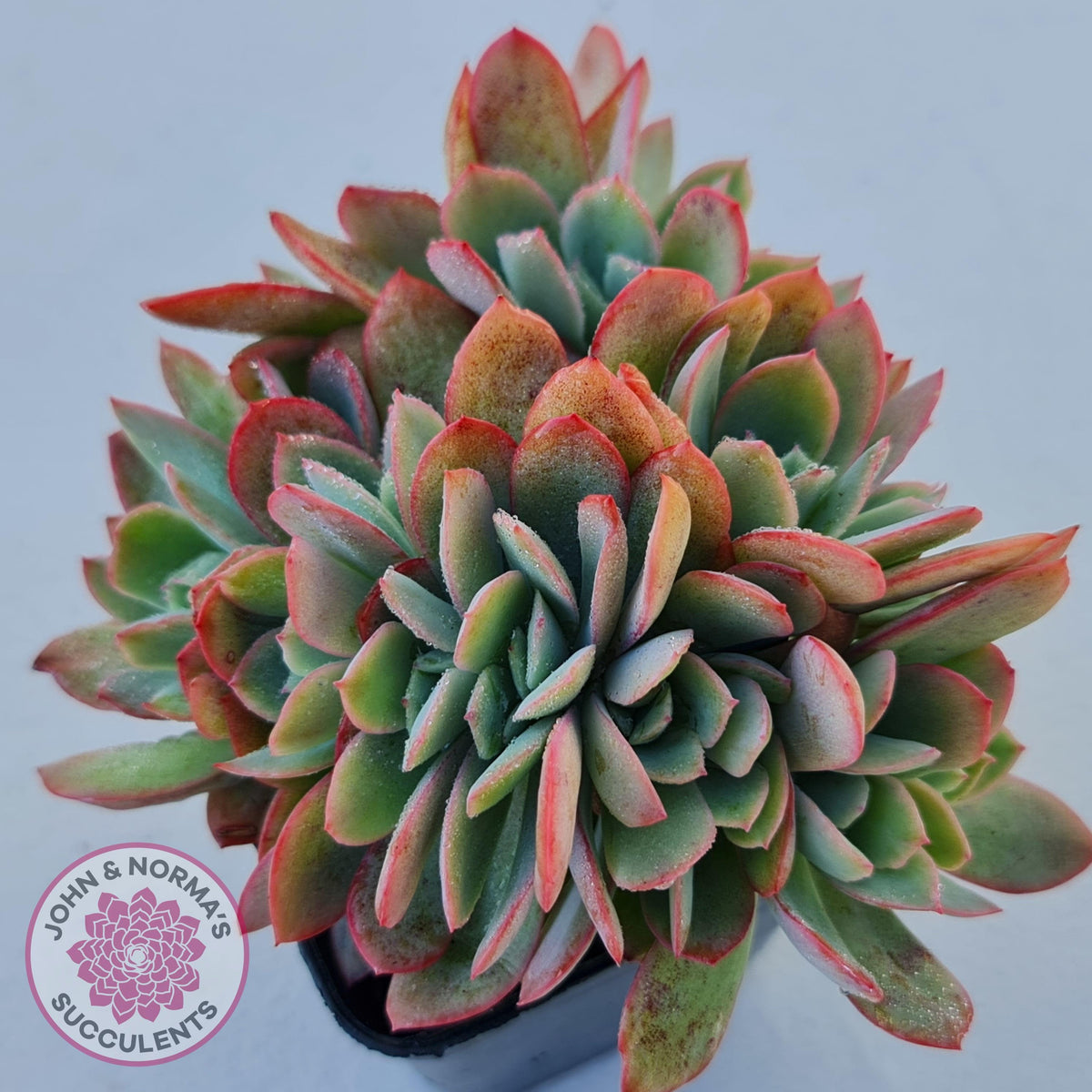 Echeveria Low Crest