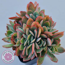 Load image into Gallery viewer, Echeveria Low Crest - John & Norma's Succulents