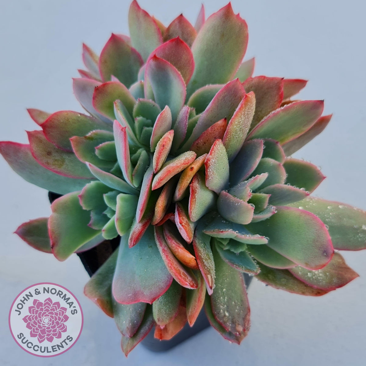 Echeveria Low Crest