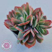 Load image into Gallery viewer, Echeveria Low Crest - John & Norma's Succulents