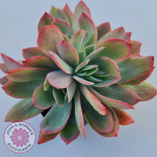 Load image into Gallery viewer, Echeveria Low Crest - John & Norma's Succulents