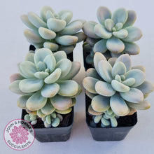 Load image into Gallery viewer, Graptosedum Miul - John & Norma's Succulents