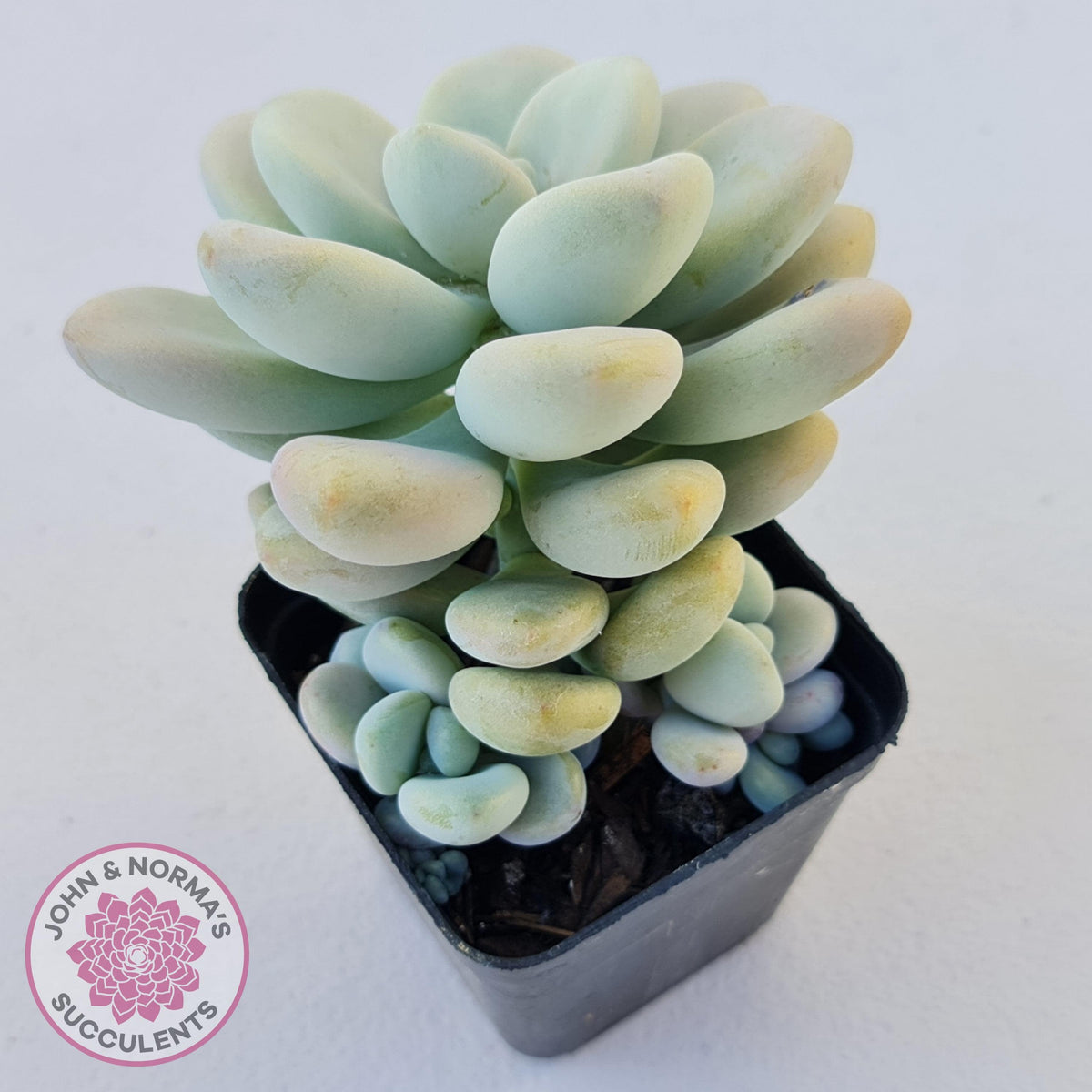 Graptosedum miul