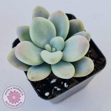 Load image into Gallery viewer, Graptosedum Miul - John & Norma's Succulents