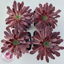 Load image into Gallery viewer, Aeonium Inferno - John & Norma's Succulents