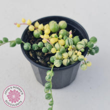 Load image into Gallery viewer, Variegated String of Pearls - Senecio rowleyanus variegata - John & Norma's Succulents