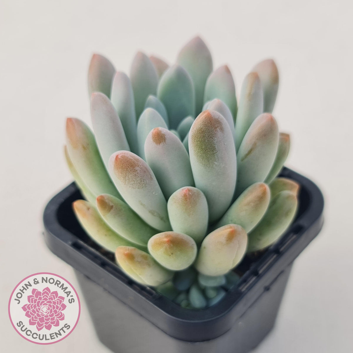 Pachyveria clavifolia