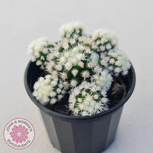 Load image into Gallery viewer, Mammillaria Vetula ssp Gracilis 'Arizona Snowcap' - John & Norma's Succulents