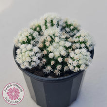 Load image into Gallery viewer, Mammillaria Vetula ssp Gracilis 'Arizona Snowcap' - John & Norma's Succulents