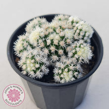 Load image into Gallery viewer, Mammillaria Vetula ssp Gracilis 'Arizona Snowcap' - John & Norma's Succulents