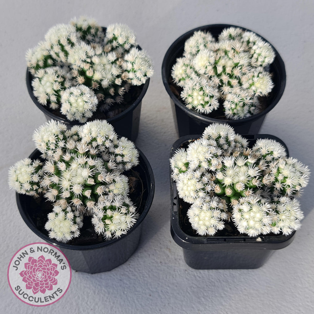 Mammillaria Vetula ssp Gracilis 'Arizona Snowcap'