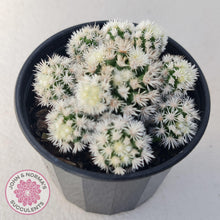 Load image into Gallery viewer, Mammillaria Vetula ssp Gracilis 'Arizona Snowcap' - John & Norma's Succulents