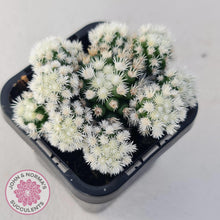 Load image into Gallery viewer, Mammillaria Vetula ssp Gracilis 'Arizona Snowcap' - John & Norma's Succulents