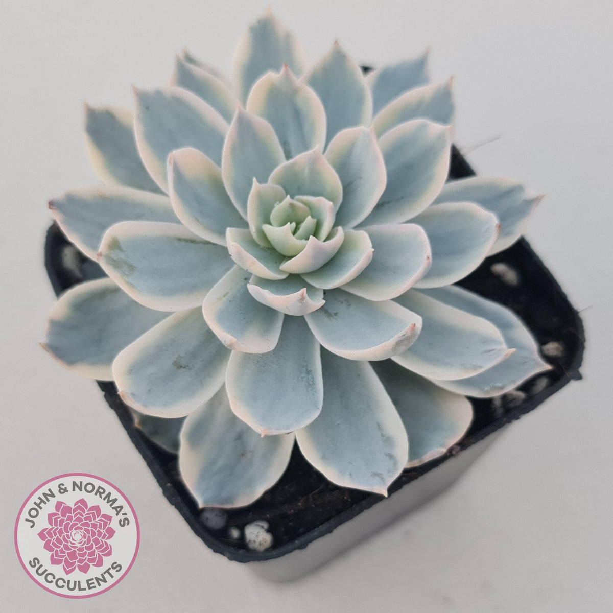 Echeveria desmetiana v subsessilis variegata