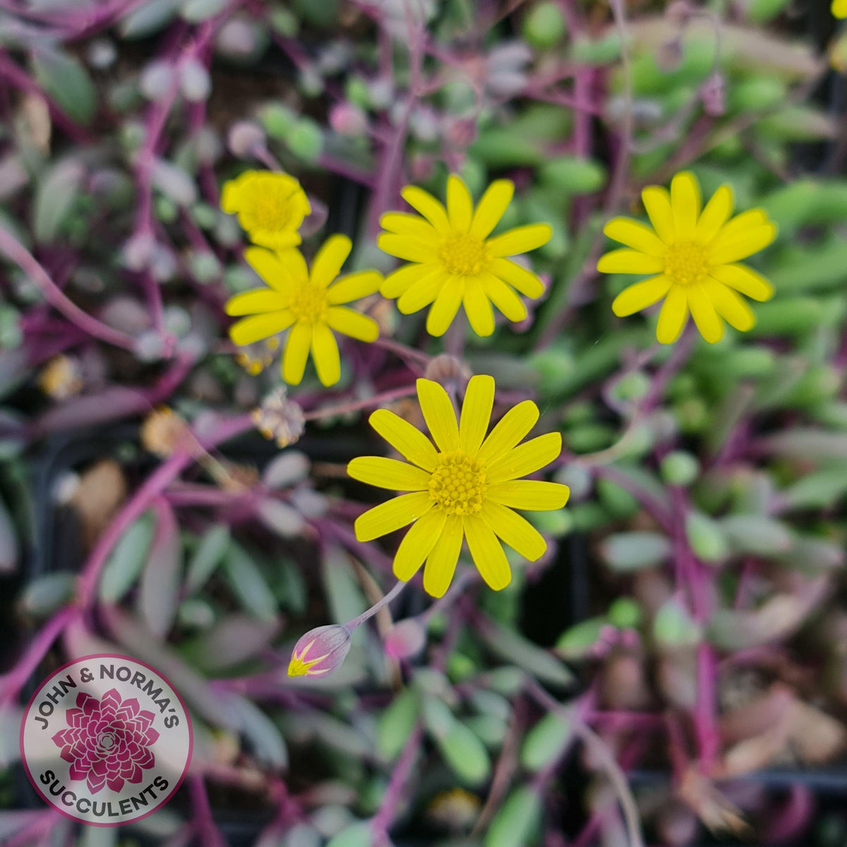 Othonna capensis 'Ruby necklace'